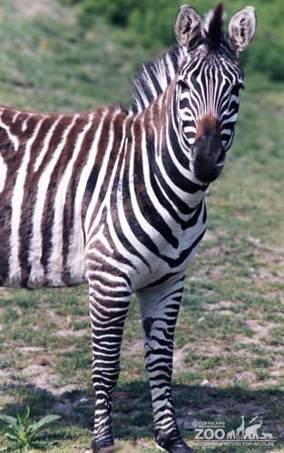 Zebra Close Up 2