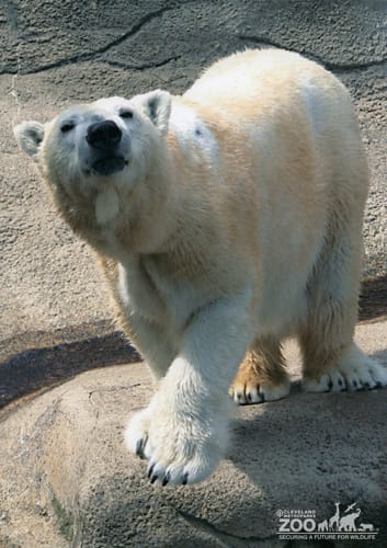 Mammal_polar_bear6_ps06.jpg