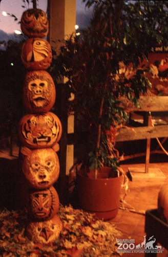 1988 - Start of "Boo" 5