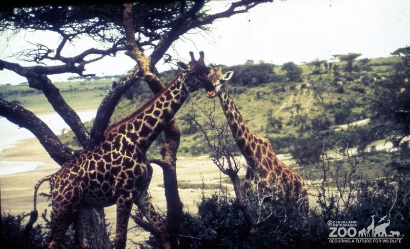 Giraffes, Masai On The Savanna 