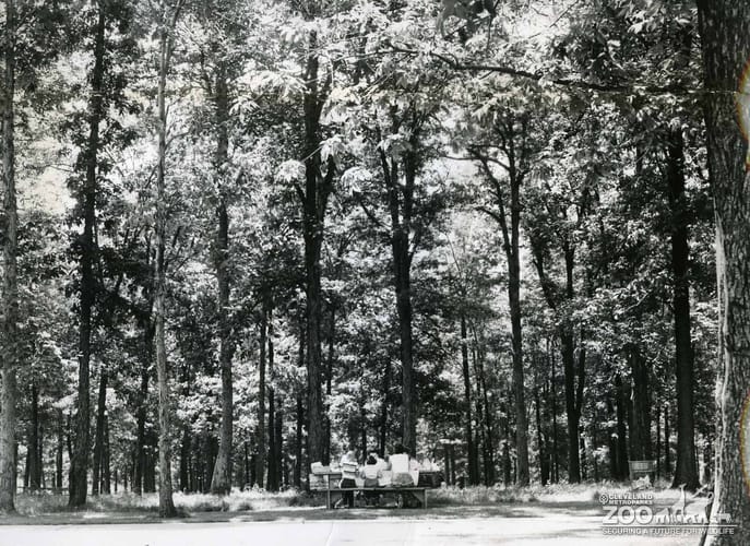 1950's - Picnic Area (2)