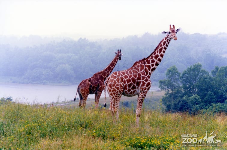 Giraffe, Reticulated
