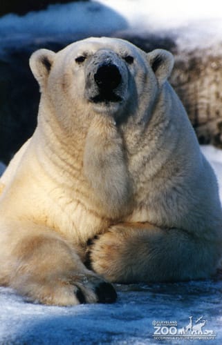 Polar Bear Up Close In Snow