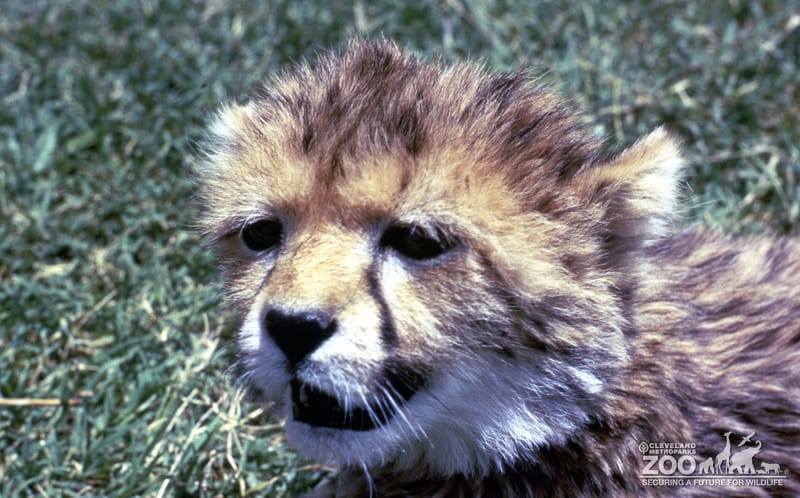 Cheetah Cub Close-up