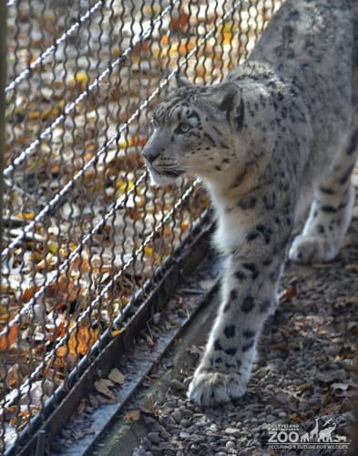 Snow Leopard 2