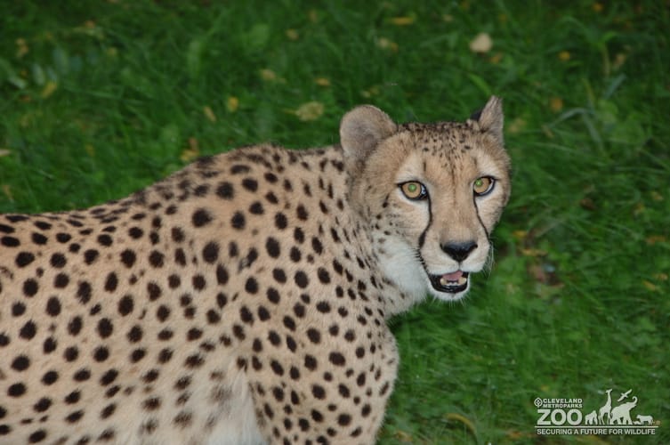 Cheetah Profile Looking at Camera