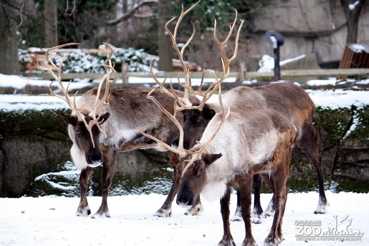 Reindeer Three Together
